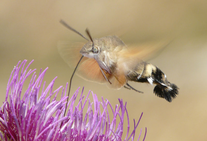 Macroglussum stellatarum, sfinge dagli occhi verdi